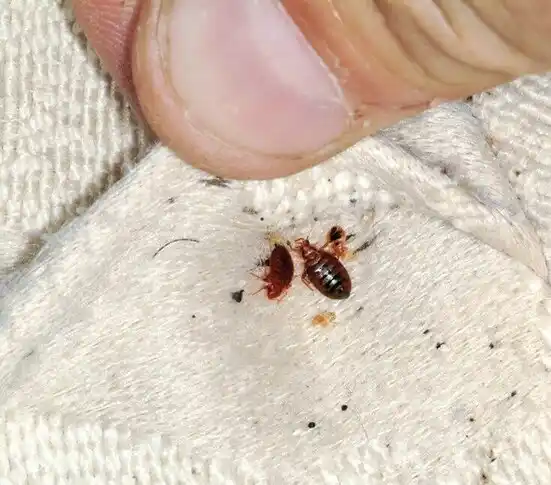 pest control Early